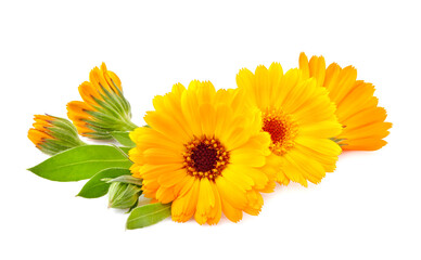 Calendula. Flowers  isolated on white background. Beautiful bouquet of calendula.