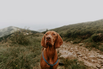 Hungarian Vizsla Dog Hiking in Mountains