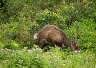 Cape Bush Buck, Eastern Cape.
Beautiful hiking trails, nature.