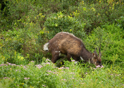 Cape Bush Buck, Eastern Cape.
Beautiful Hiking Trails, Nature.