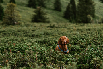 Hungarian Vizsla Dog Hunting in Bushes
