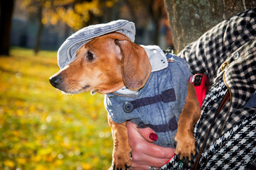 In the autumn park, a brown dachshund on a bright sunny day with a scarf around his neck and in a vest.
