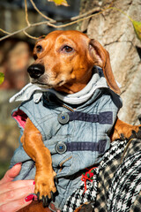 In the autumn park, a brown dachshund on a bright sunny day with a scarf around his neck and in a denim vest.