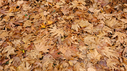 Dried and fallen sycamore leaves in autumn. 
Dry leafy background
