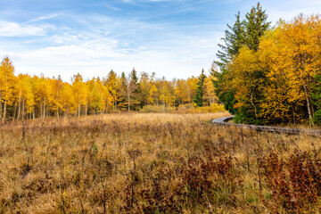 Fototapeta premium Herbstliche Erkundungstour durch die Rhön in der Nähe des Schwarzen Moors - Fladungen - Bayern