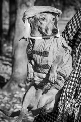 In the autumn park, a dachshund on a bright sunny day with a scarf around his neck and in a denim vest and denim cap.