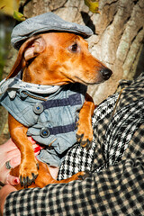 In the autumn park, a brown dachshund on a bright sunny day with a scarf around his neck and in a denim vest and denim cap.