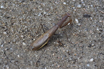 A praying mantis walking on the sand