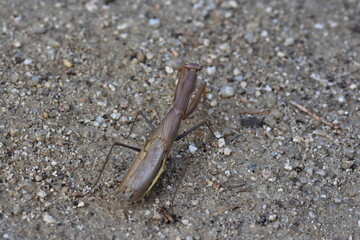 A praying mantis walking on the sand