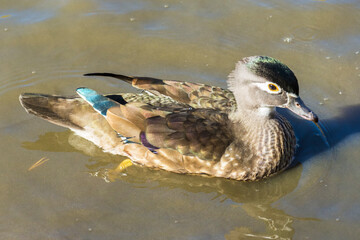 Female wood duck (Aix sponsa) in High Park, Toronto, Canada