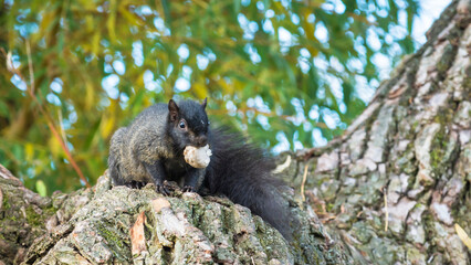 Black melanistic eastern gray squirrel (Sciurus Carolinensis) eating mushroom with selective focus
