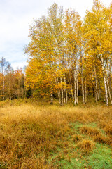 Fototapeta premium Herbstliche Erkundungstour durch die Rhön in der Nähe des Schwarzen Moors - Fladungen - Bayern
