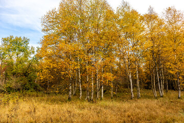 Fototapeta premium Herbstliche Erkundungstour durch die Rhön in der Nähe des Schwarzen Moors - Fladungen - Bayern