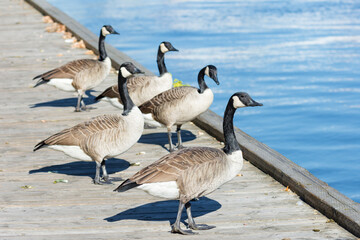 Group of Canada geese (Branta Canadensis) with selective focus © JossK