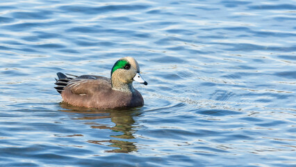 Breeding male American Wigeon duck (Mareca Americana) in Lake Ontario