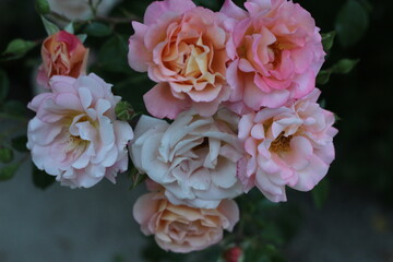 pink and white roses in the garden