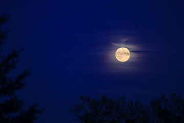 Full moon rising over tree branches