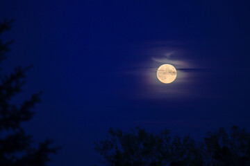 Fototapeta na wymiar Full moon rising over tree branches