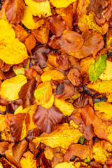 Herbstliche Erkundungstour durch die Rhön in der Nähe des Schwarzen Moors - Fladungen - Bayern