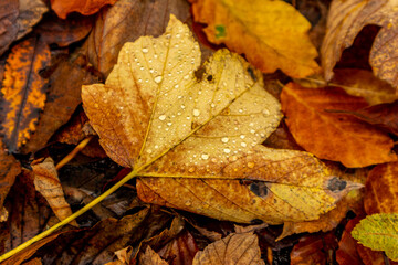 Herbstliche Erkundungstour durch die Rhön in der Nähe des Schwarzen Moors - Fladungen - Bayern