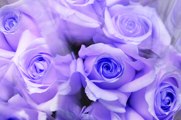 Fototapeta na wymiar Floral background of purple roses. Close up of purple roses flower bouquet.