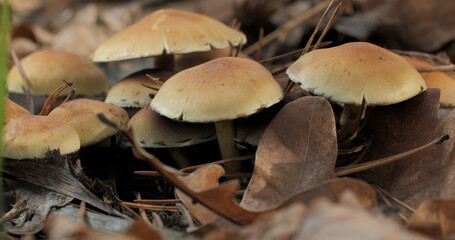 Mushrooms in the wild forest