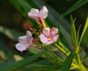 Pink Oleander Flower in the garden