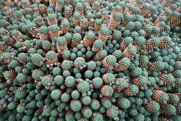 Acrylic prints Antireflex Canary Islands View on a cactus in the Garden of Cactus on the island of Lanzarote in the Canary Islands