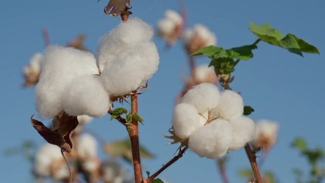 Cotton field plantation. Agriculture, agribusiness. Close-up of a box made of high-quality cotton against a blue sky background. Zoom in