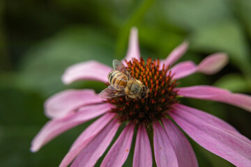 A honeybee pollinating an echinacea flower.