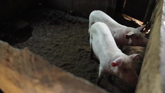 Pigs on livestock farm, pigs farm, livestock farm. Modern Agricultural Pigs Farm