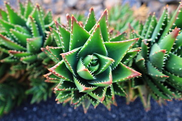 View on a cactus in the Garden of Cactus on the island of Lanzarote in the Canary Islands