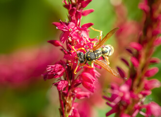Wasp on the blossoms of a persicaria flower