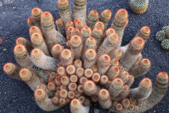 View on a cactus in the Garden of Cactus on the island of Lanzarote in the Canary Islands