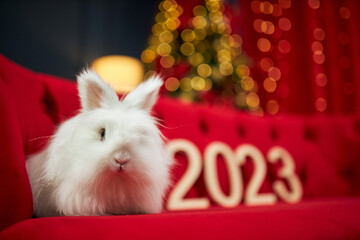 Front view of white, furry rabbit sitting on red, velvet sofa. Symbol of new year 2023 looking at camera, having photoshoot in decorated studio. Concept of new year and christmas.