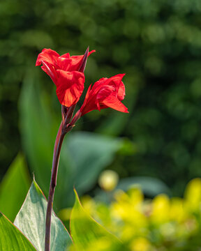 A pair of Canna Indica flower in garden