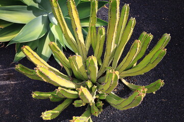 View on a cactus in the Garden of Cactus on the island of Lanzarote in the Canary Islands