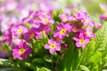Blooming primrose or primula flowers in a garden