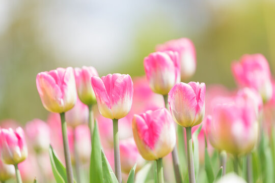  Colorful tulips blooming in a garden