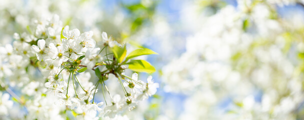 Blooming cherry tree in the spring garden.  White flowers on a tree.
