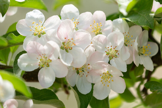 Blooming apple tree in the spring garden. White flowers on a tree