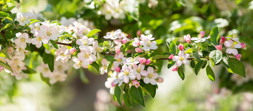 Blooming apple tree in the spring garden. White flowers on a tree