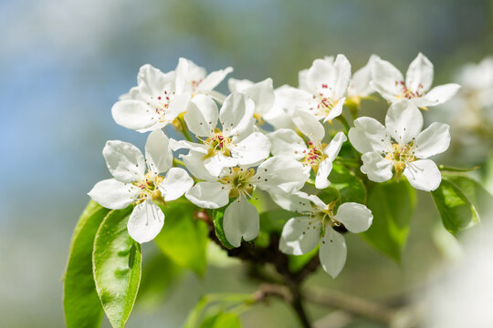 Blooming pear tree. White flowers on a pear tree