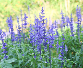 Blue Salvia (salvia farinacea) flowers blooming in the garden..  purple flowers in the garden
