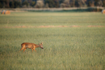 deer, tier, wild lebende tiere, säugetier, natur, 