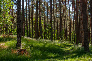 Fototapeta premium beautiful landscape with a pine forest and green grass with a footpath running through it on a sunny summer day under a blue sky. sunlight shines through the trees.