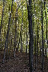 Fototapeta na wymiar Autumn forest with beech trees