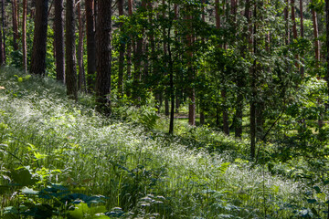 Green grass landscape with white dogwoods in a pine forest on a sunny summer day.