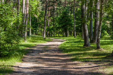 Sand footpath with tree roots in a green pine forest on a summer day.