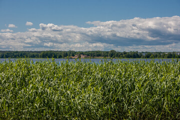 Green reeds on the shore of a blue lake under a blue sky with white cumulus clouds. On the other side of the lake there is a sand mine.